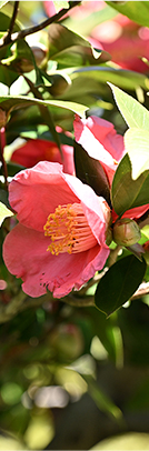 お花